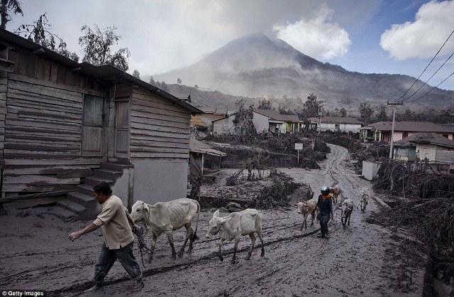 Rp1,5 T, Kerugian Pertanian Akibat Sinabung